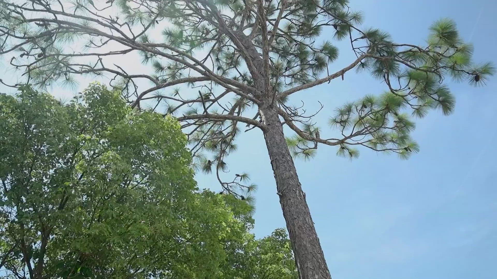 For months, Lillian Felton has been asking for help. But, since the tree is not on her property, the problem is complicated.